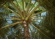 椰树旅游风光摄影图片