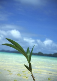 海边植物旅游风光摄影图片