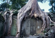 榕树下的石建筑旅游风光摄影图片