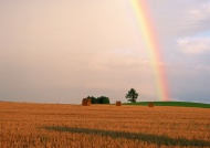 田野上的彩虹图片