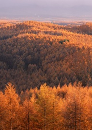 金黄树林图片