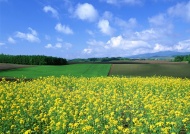 田野花卉图片