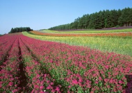 田野花卉图片