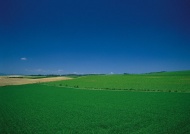 绿色田野图片