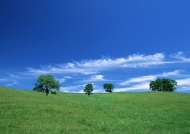绿草平原图片