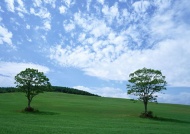 草原树木图片