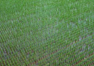 水稻田园图片