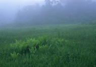 绿色田野风景图片