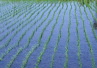 禾苗水稻田园图片