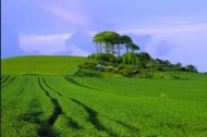 绿色的田野图片