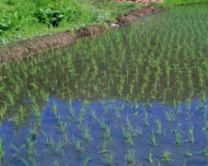 禾苗稻田图片