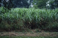 甘蔗林风景图片