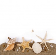 沙滩贝壳大海风景风光图片