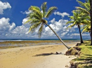 沙滩椰林大海风景风光图片