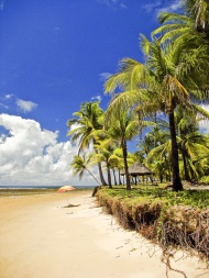 海滩椰林大海风景风光图片