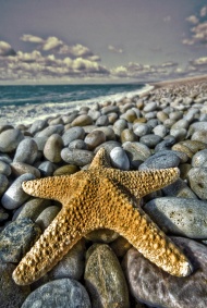 沙滩上的海星大海风景风光图片