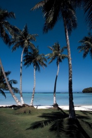 夏威夷椰树大海风景风光图片