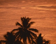 大海夕阳椰树大海风景风光图片