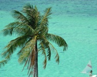 夏威夷椰树大海大海风景风光图片