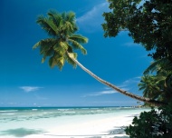 夏威夷海滩椰树大海风景风光图片