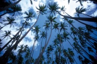 夏威夷椰树林大海风景风光图片