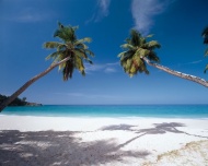椰树沙滩大海大海风景风光图片