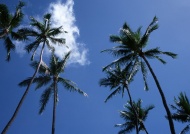 椰子树大海风景风光图片