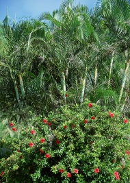马尔代夫植物大海风景风光图片