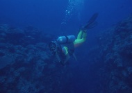 潜水珊瑚大海风景风光图片