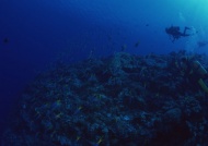 潜水深海鱼大海风景风光图片