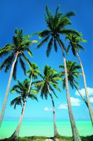 椰树大海风景风光图片
