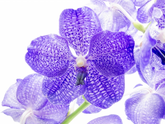 紫色花背景图片 植物 素彩图片大全