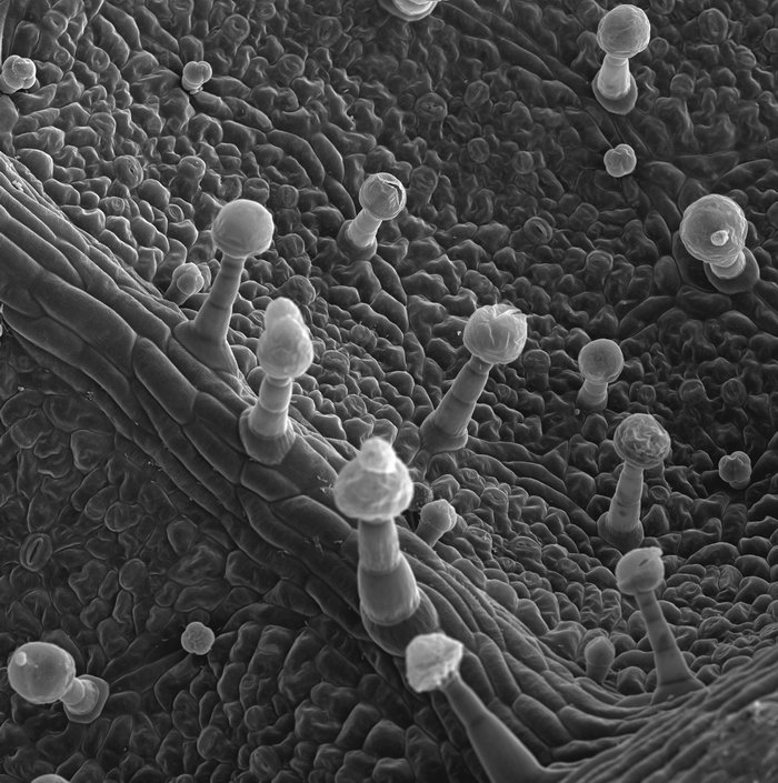 显微镜下的细菌图片-素彩图片大全